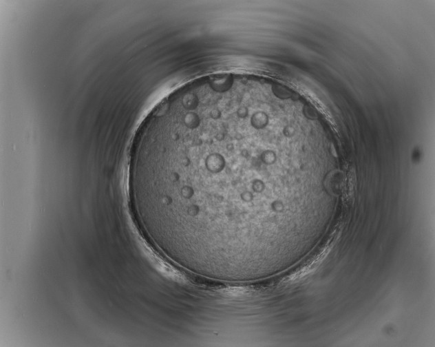 X0000098171130200805011007