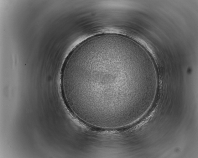 X0000098171133200805011007