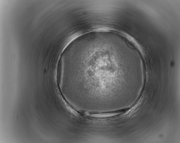 X0000098171194200805011006