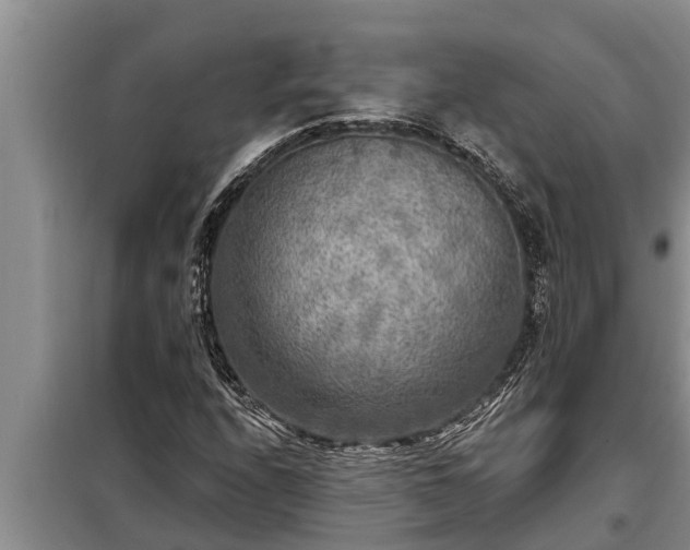 X0000098171208200805011006