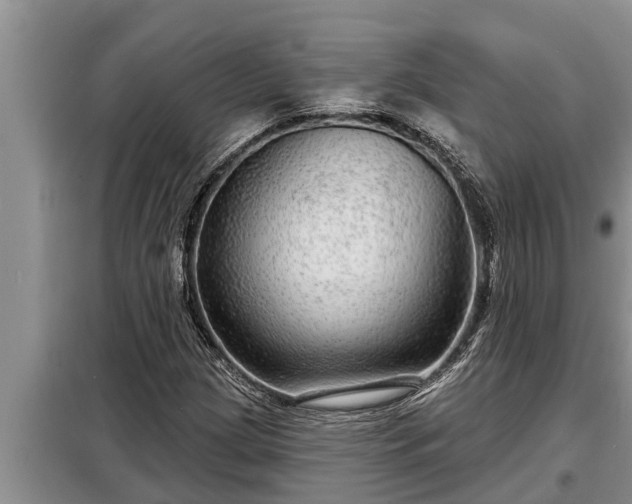 X0000098171209200805011006