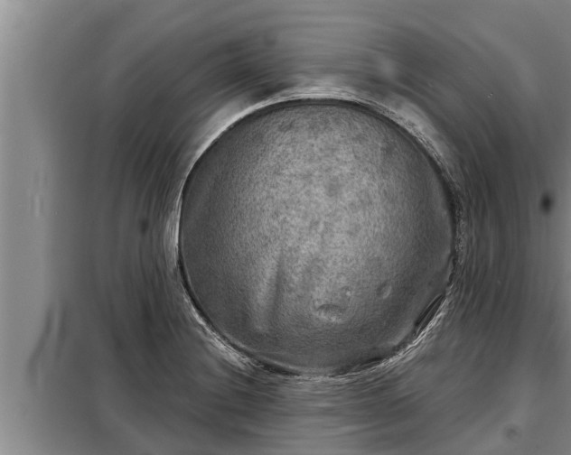 X0000098171228200805011006