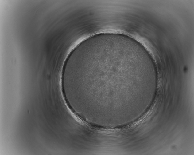 X0000098171237200805011006