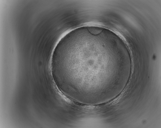 X0000098171248200805011006