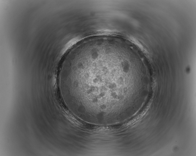 X0000098171259200805011005