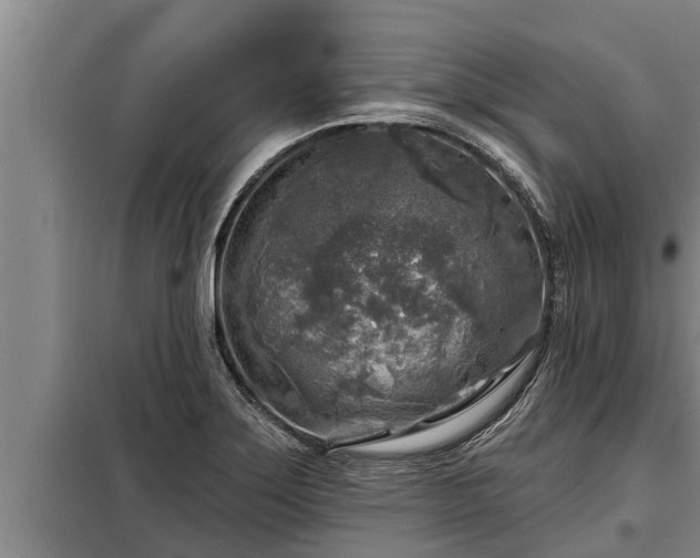 X0000098171275200805011005