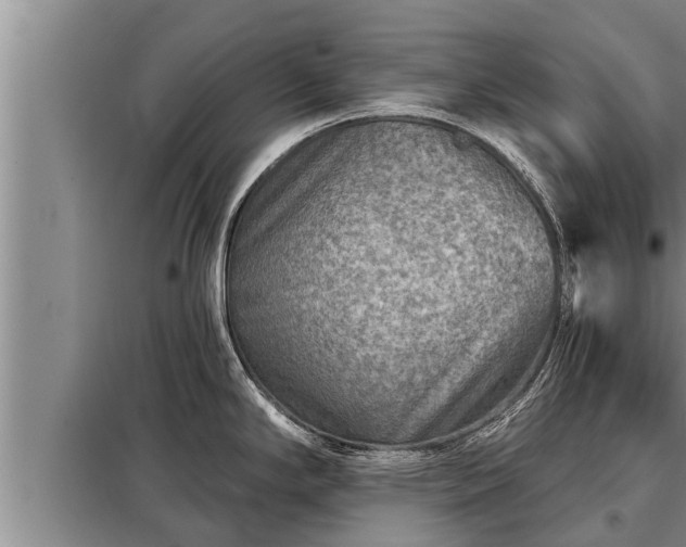 X0000098171294200805011005