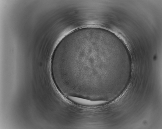 X0000098171333200805011005