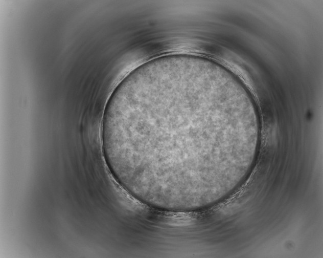 X0000098171338200805011005