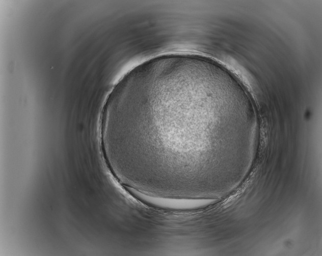 X0000098171382200805011004