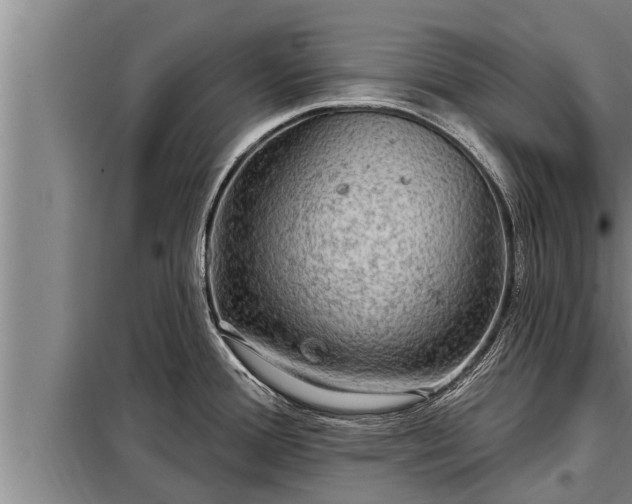 X0000098171388200805011003