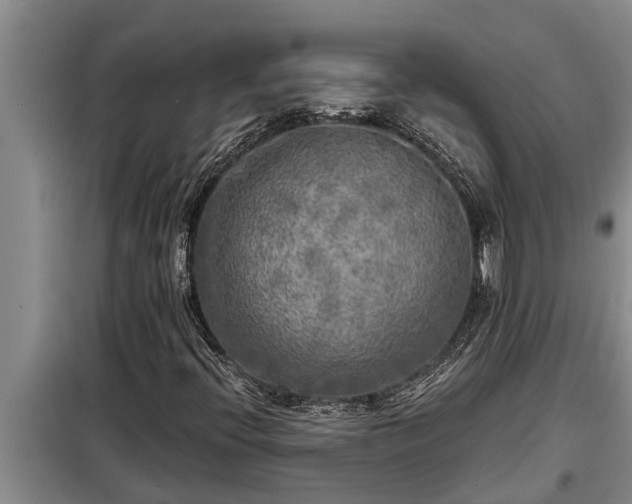 X0000098171396200805011003