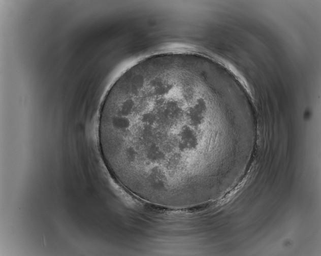 X0000098171421200805011003