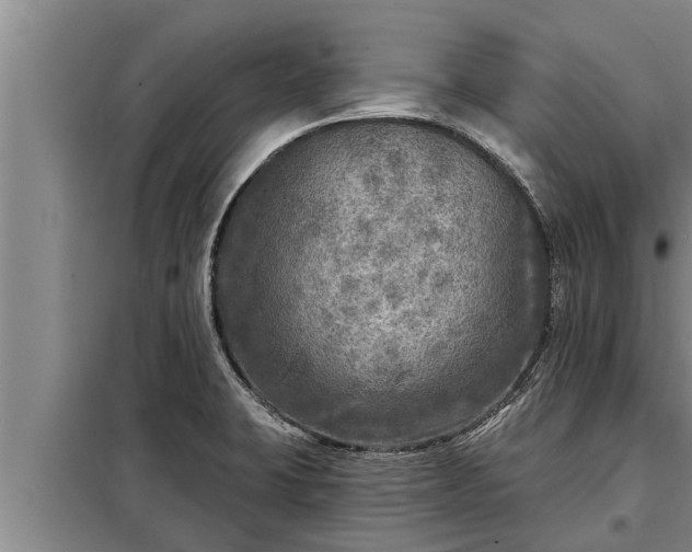 X0000098171423200805011003