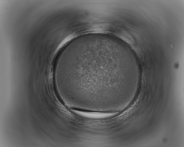 X0000098171450200805011002