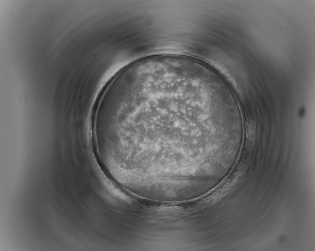 X0000098171466200805011002