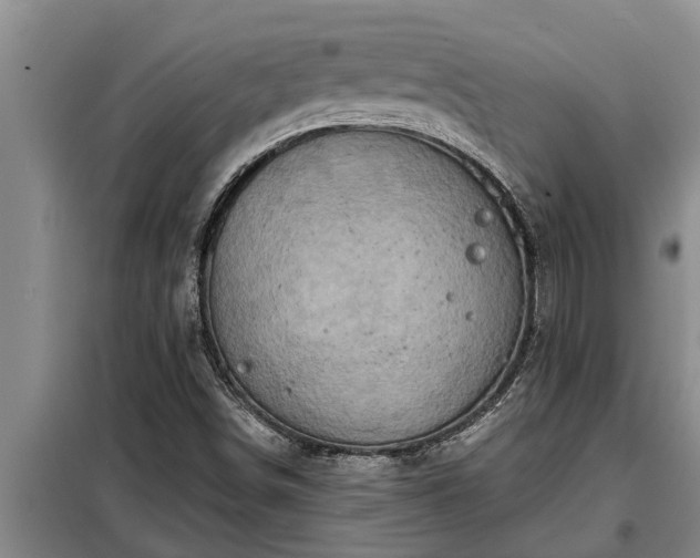 X0000098171498200805011001