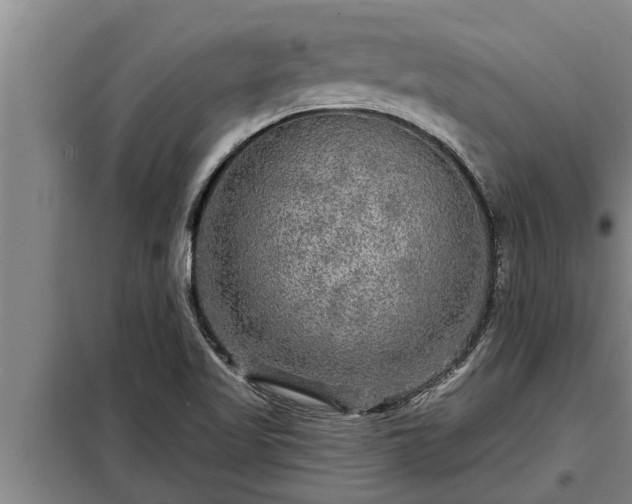 X0000098171509200805011002