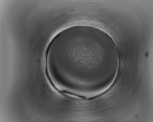 X0000098171515200805011002