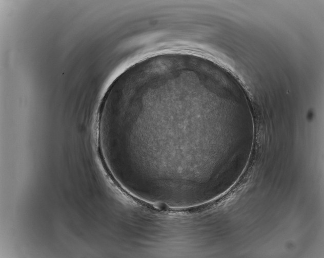 X0000098171522200805011002