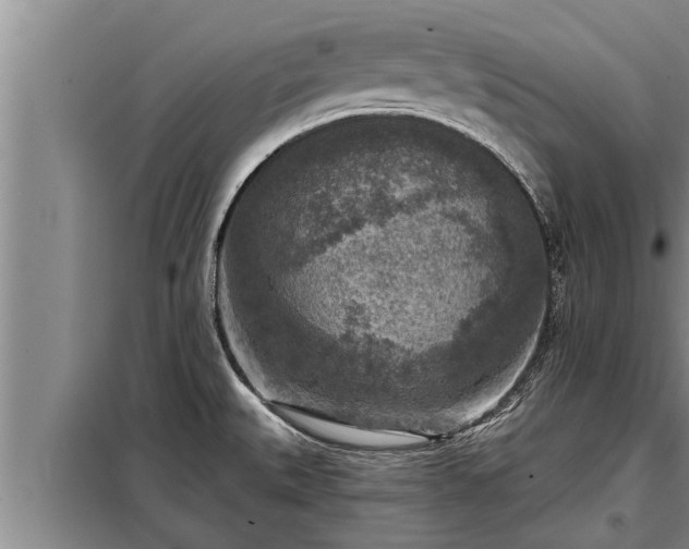 X0000098171527200805011002