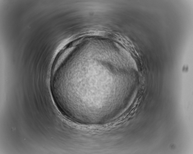 X0000098170003200805081012