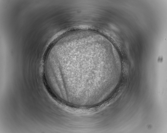 X0000098170016200805081011