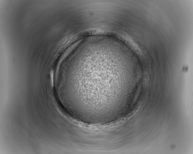 X0000098170022200805081011