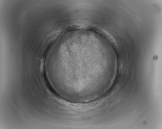 X0000098170026200805081011