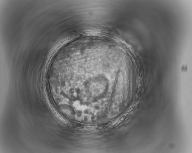 X0000098170049200805081010