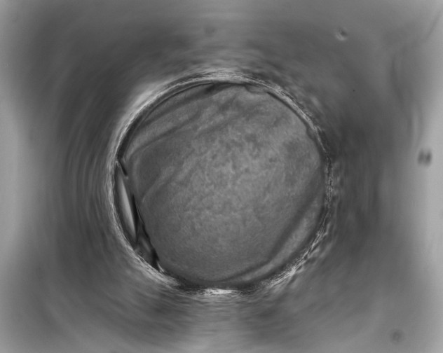 X0000098170055200805081010