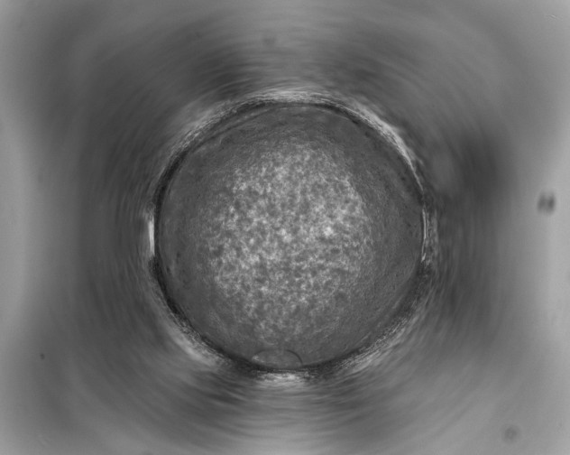 X0000098170061200805081010