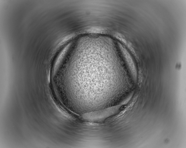 X0000098170062200805081010