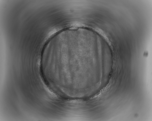 X0000098170063200805081010