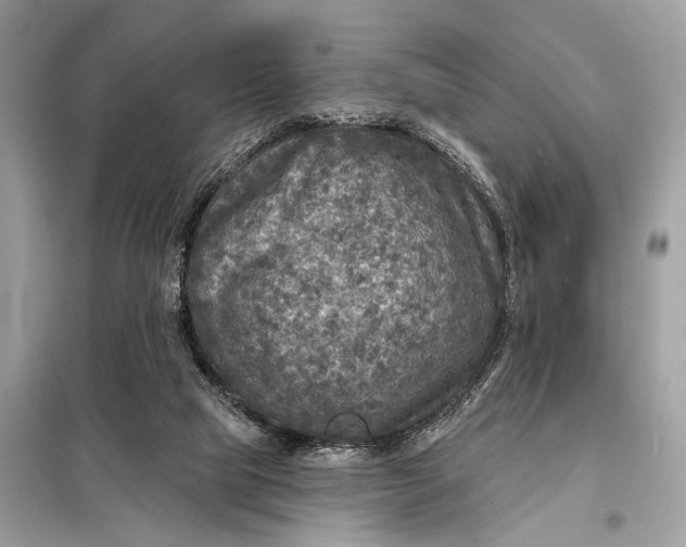 X0000098170065200805081010