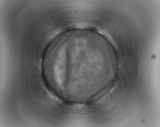 X0000098170066200805081010