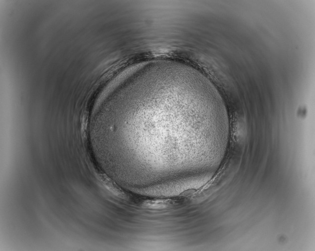 X0000098170082200805081011