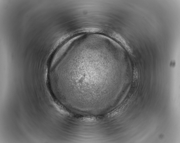 X0000098170110200805081010