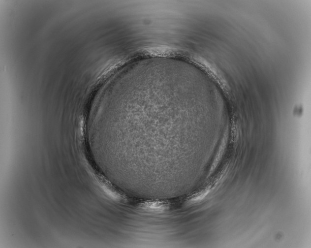 X0000098170117200805081010