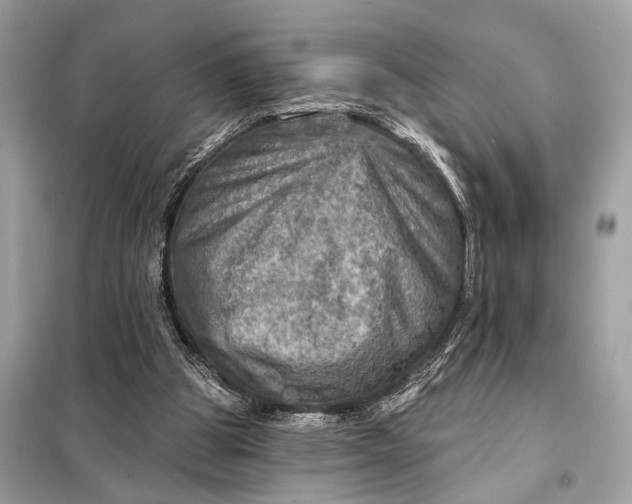 X0000098170153200805081009