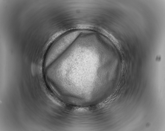 X0000098170155200805081009