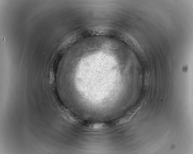 X0000098170173200805081009