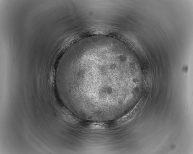 X0000098170175200805081009