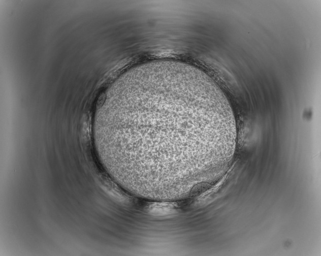 X0000098170179200805081009