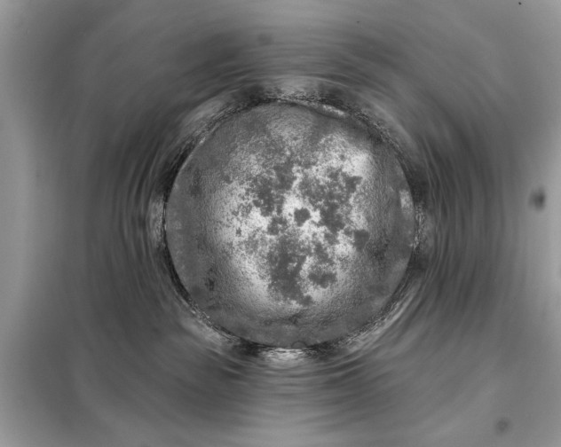 X0000098170189200805081009