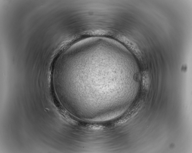 X0000098170206200805081009