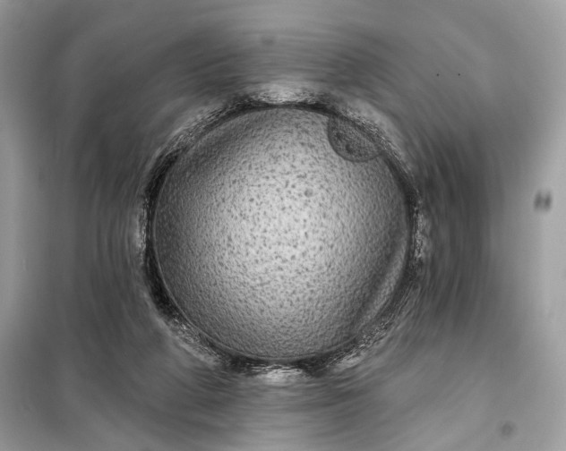 X0000098170210200805081008