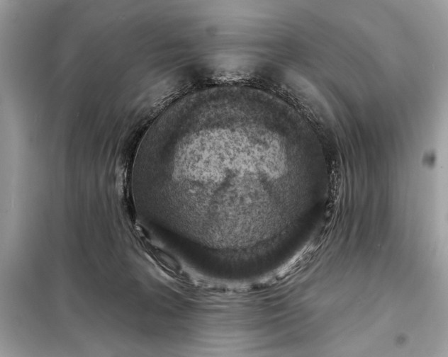 X0000098170227200805081008