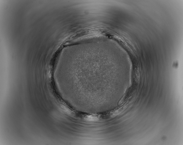 X0000098170232200805081008