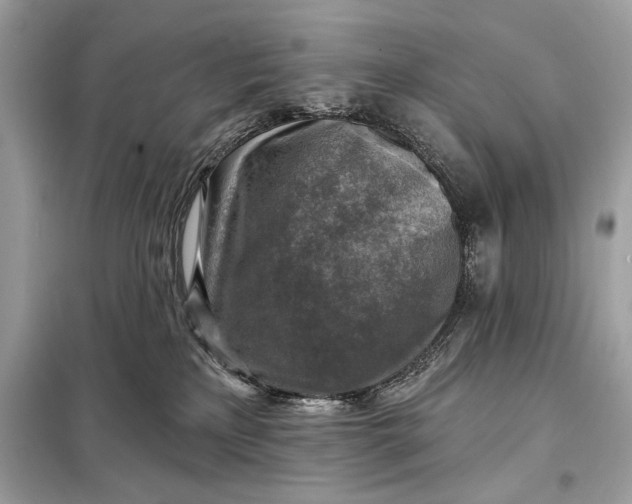 X0000098170233200805081008